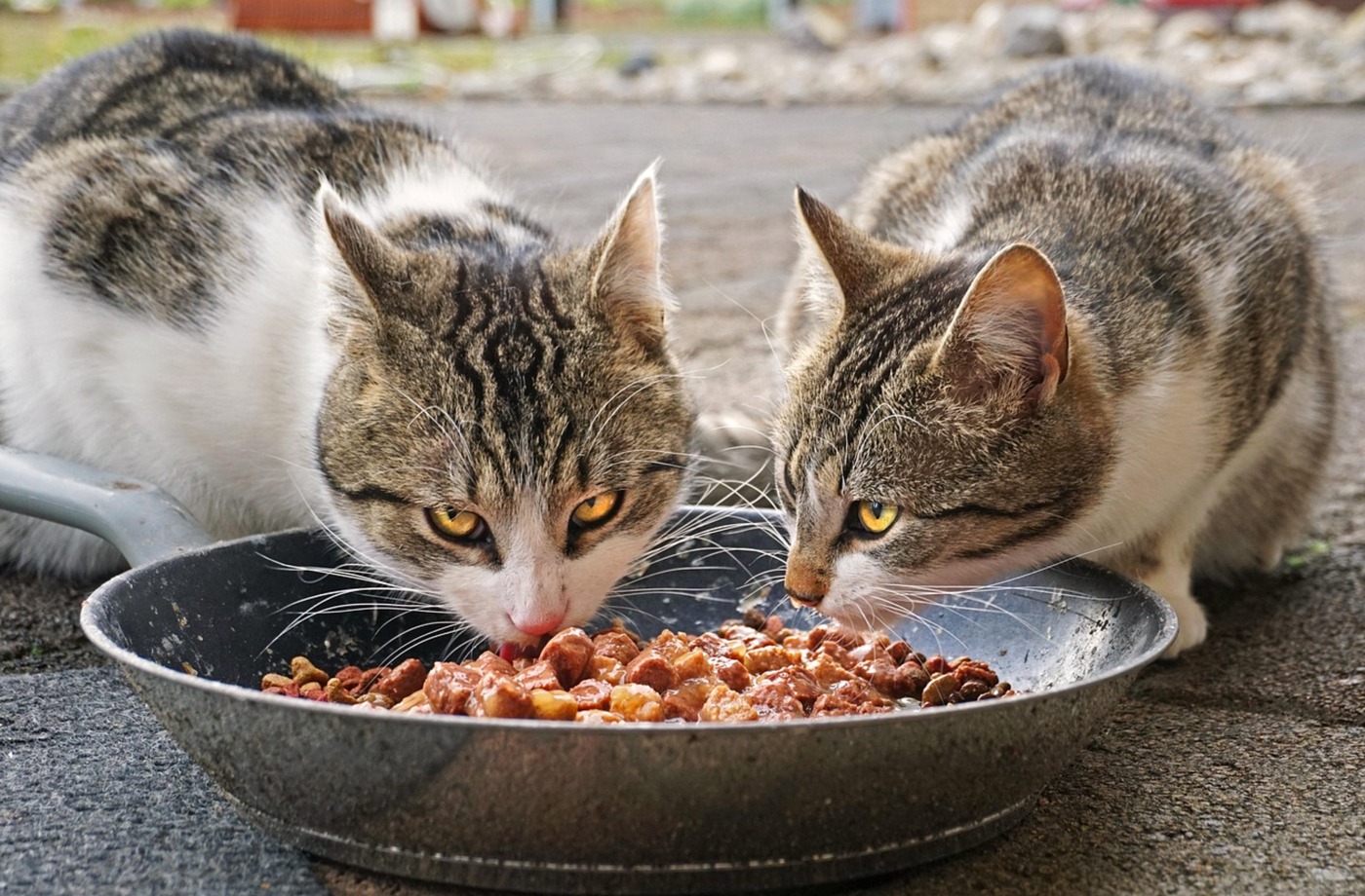 alcohol and caffeine toxicity in cats