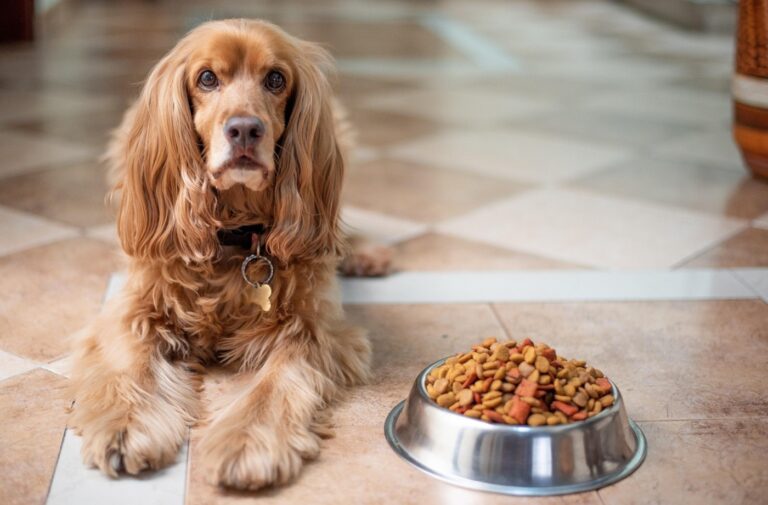 How to Transition Your Dog or Cat to a New Diet Without Upsetting Their Stomach