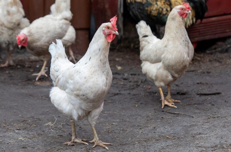 Why Bird Flu Is More Dangerous to Humans Than the Common Flu