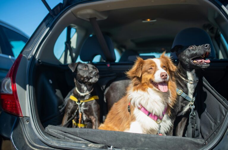 Best Practices for Traveling with Pets: Essentials for Road Trips and Flights