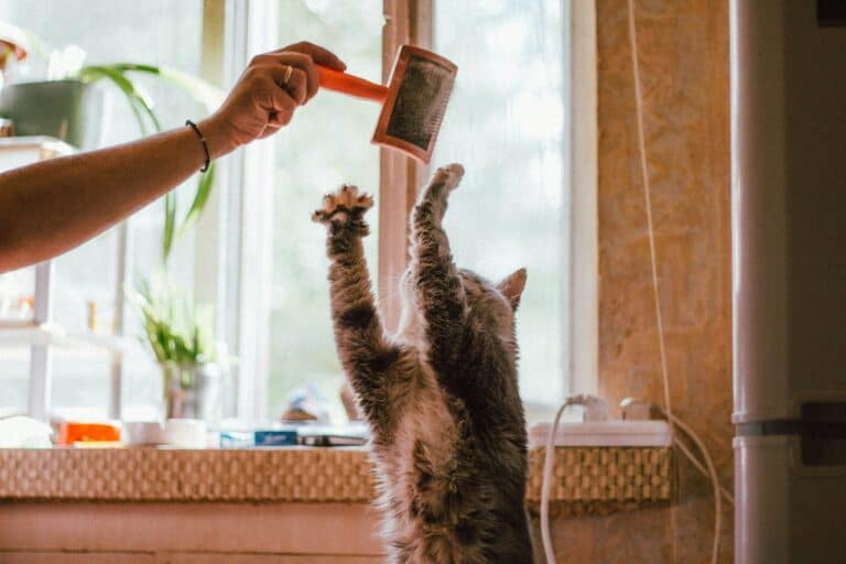 🐾 Top 5 Pet Essentials Every Pet Owner Should Have