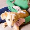 Vet's Best Waterless Dog Bath