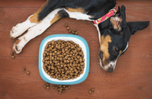 Everyday Household Dangerous to Pets